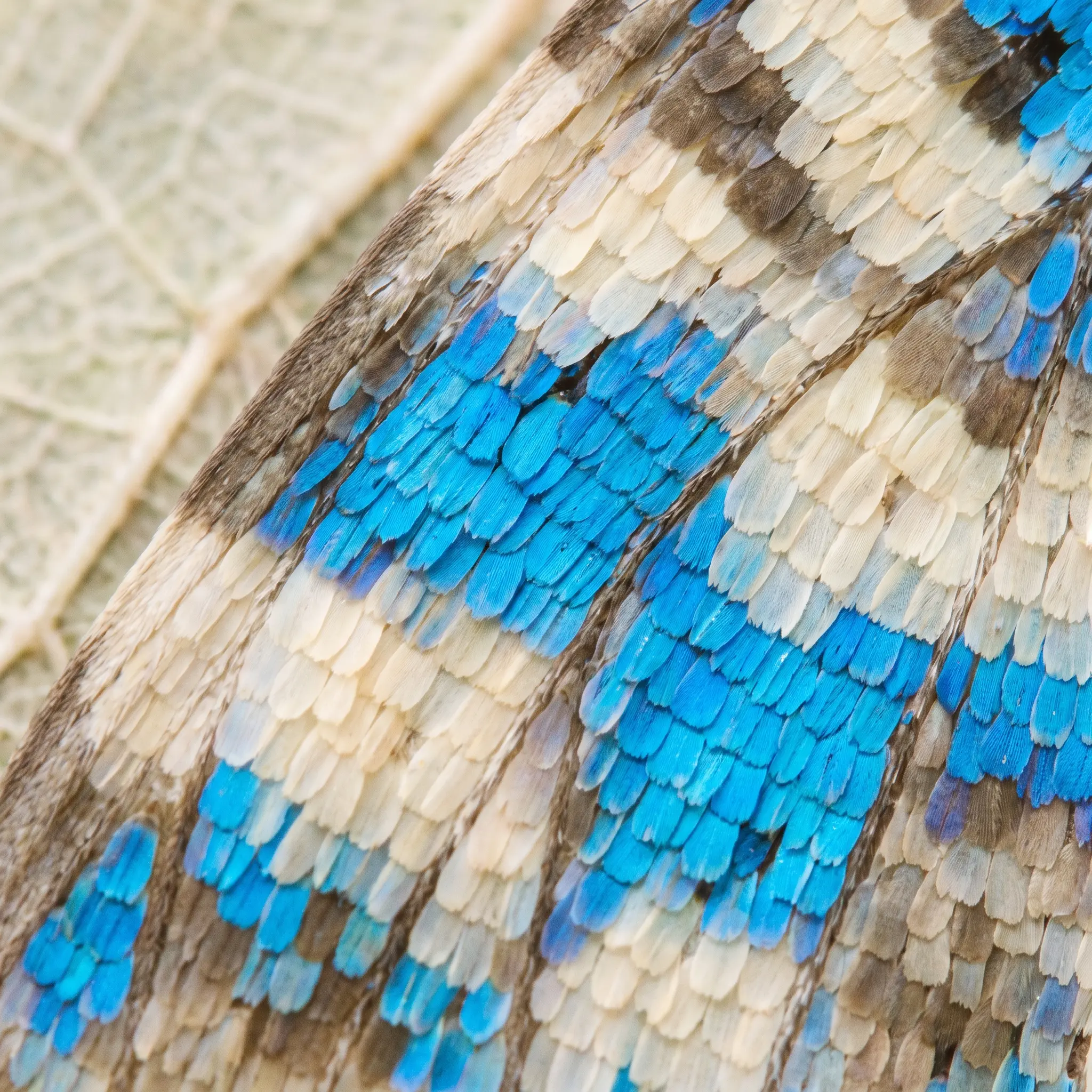 An extreme macro of the scales on an azure butterfly wing
