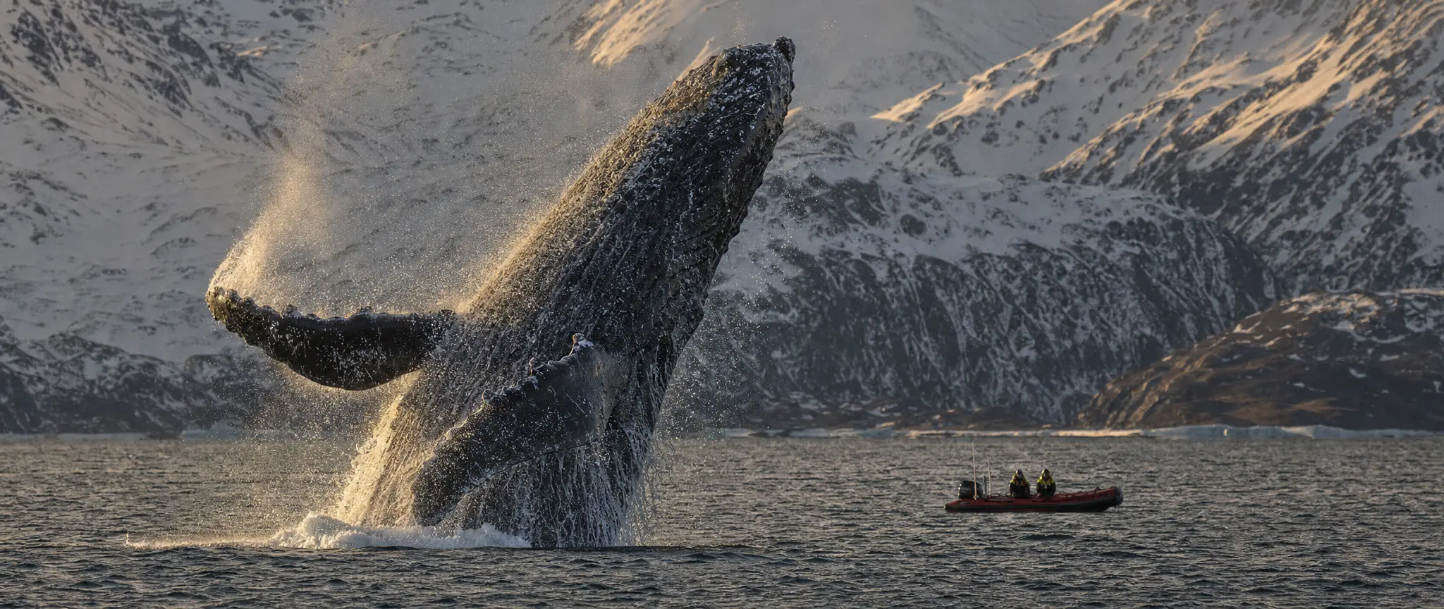 A humpback whale breaching beside a small boat in an Arctic fjord