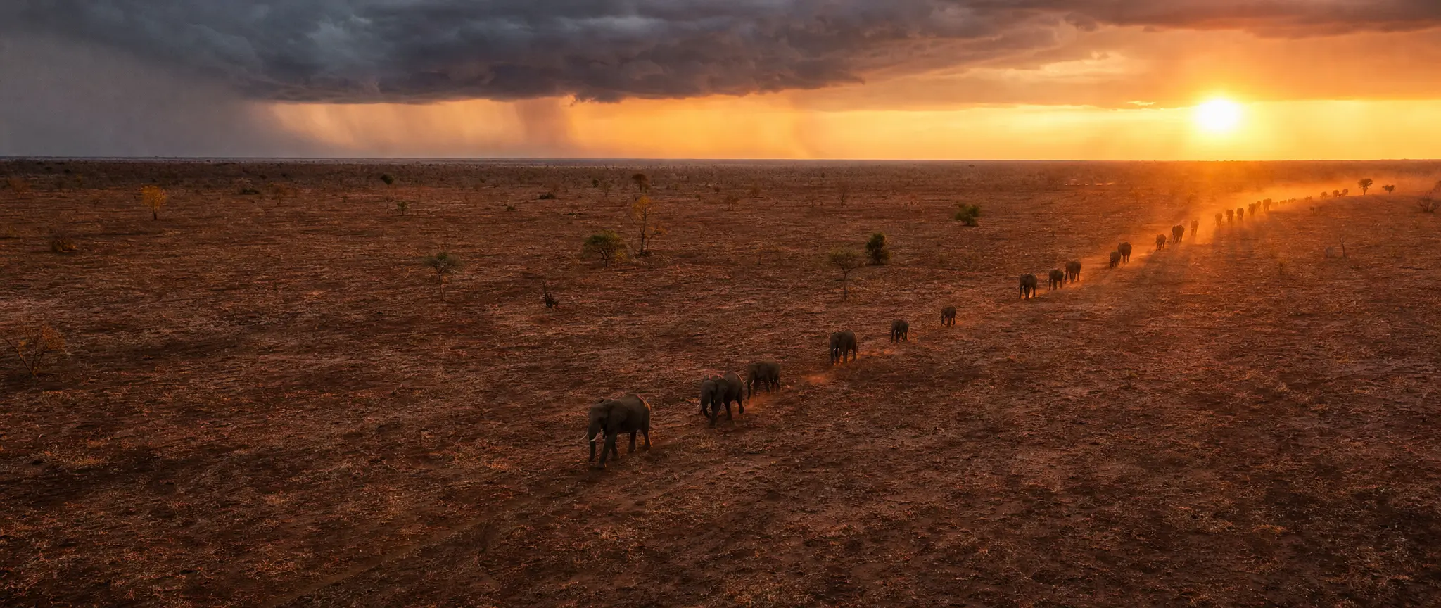Elephants crossing a red savanna at sunset under a storm