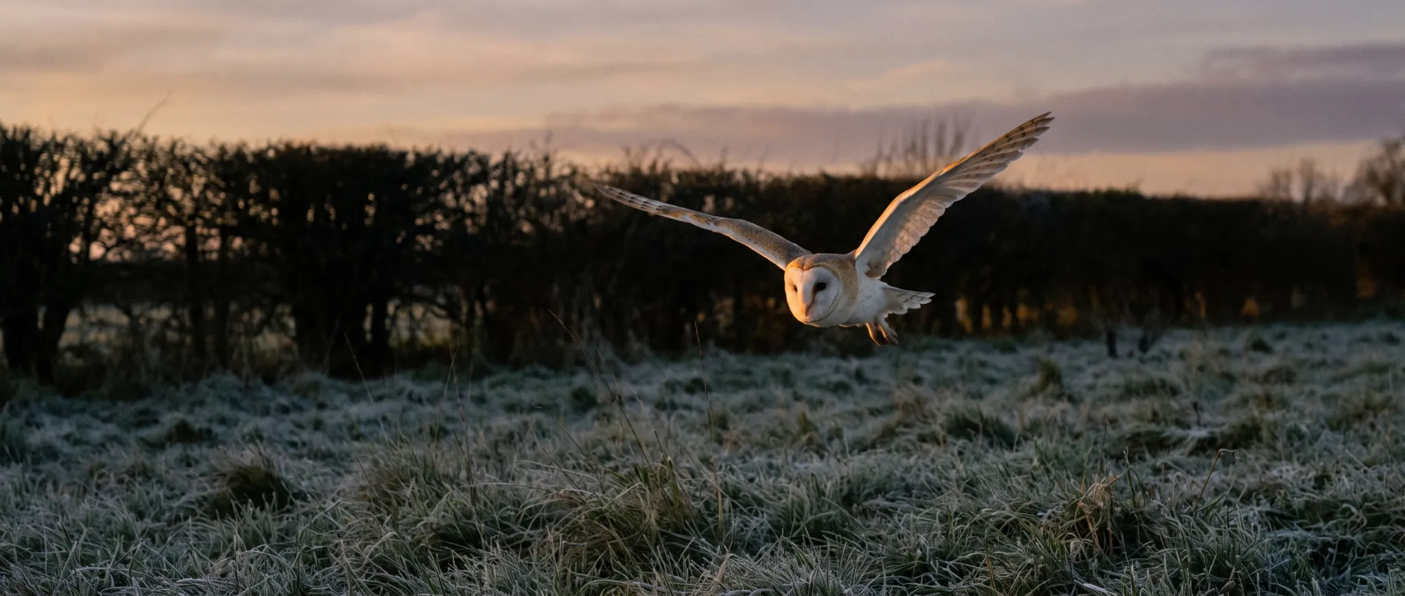 A barn owl flying low over a frosty meadow at dusk