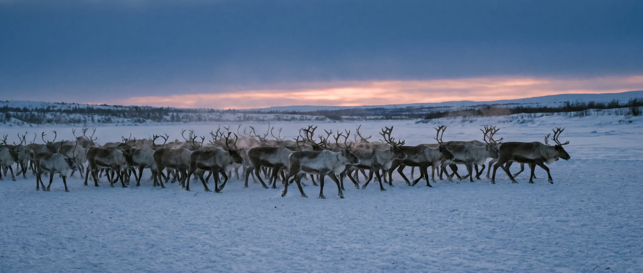Reindeer crossing a frozen river at twilight