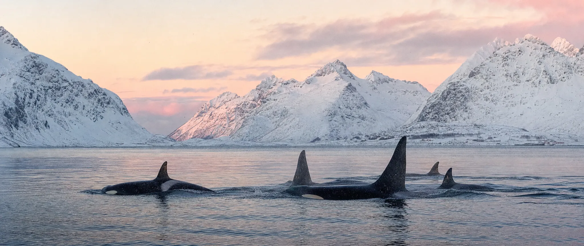 Orcas surfacing in a calm winter fjord