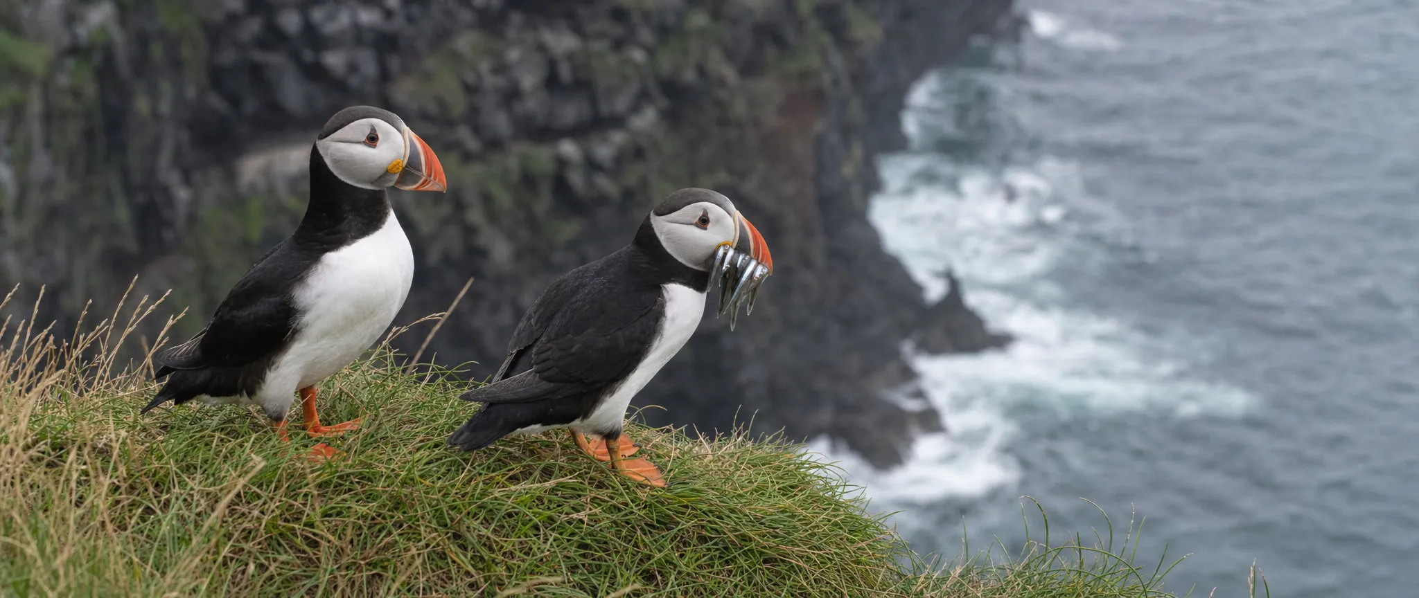 Puffins on a cliff edge above the sea