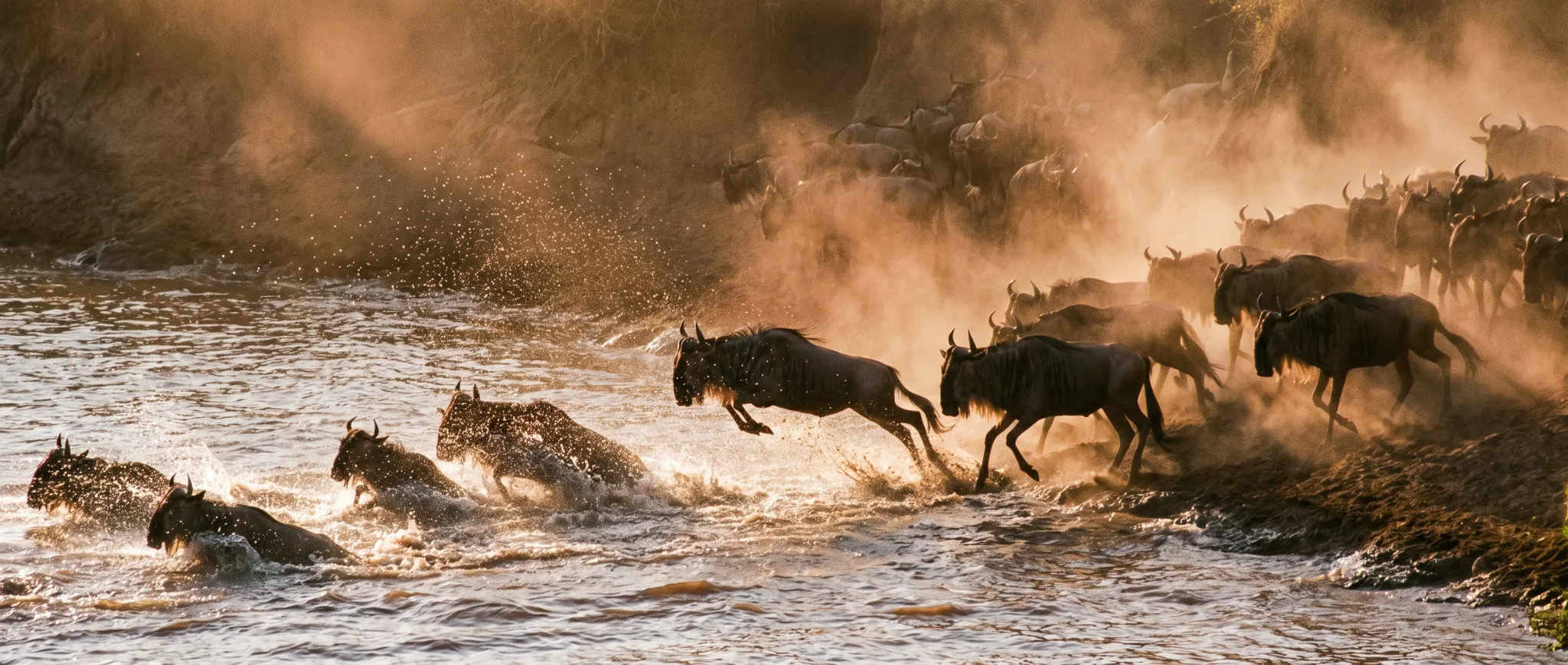 Wildebeest crossing a river in a cloud of spray