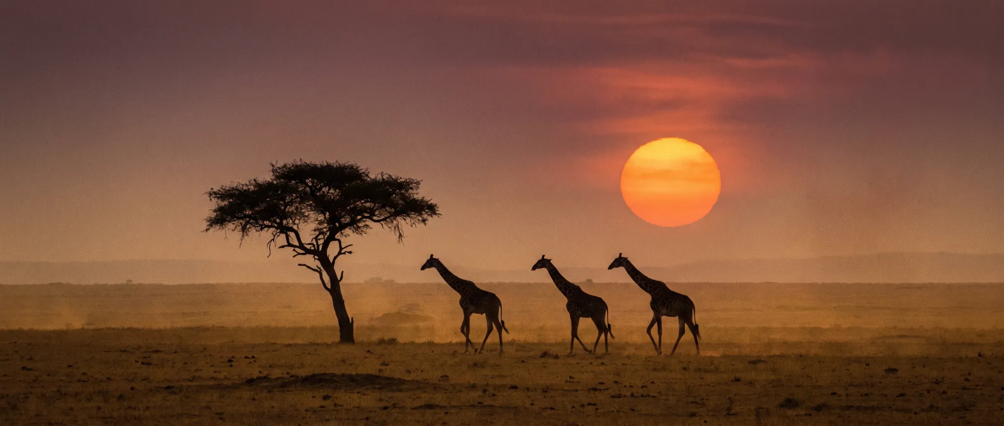 Giraffes silhouetted against a Kenyan sunset