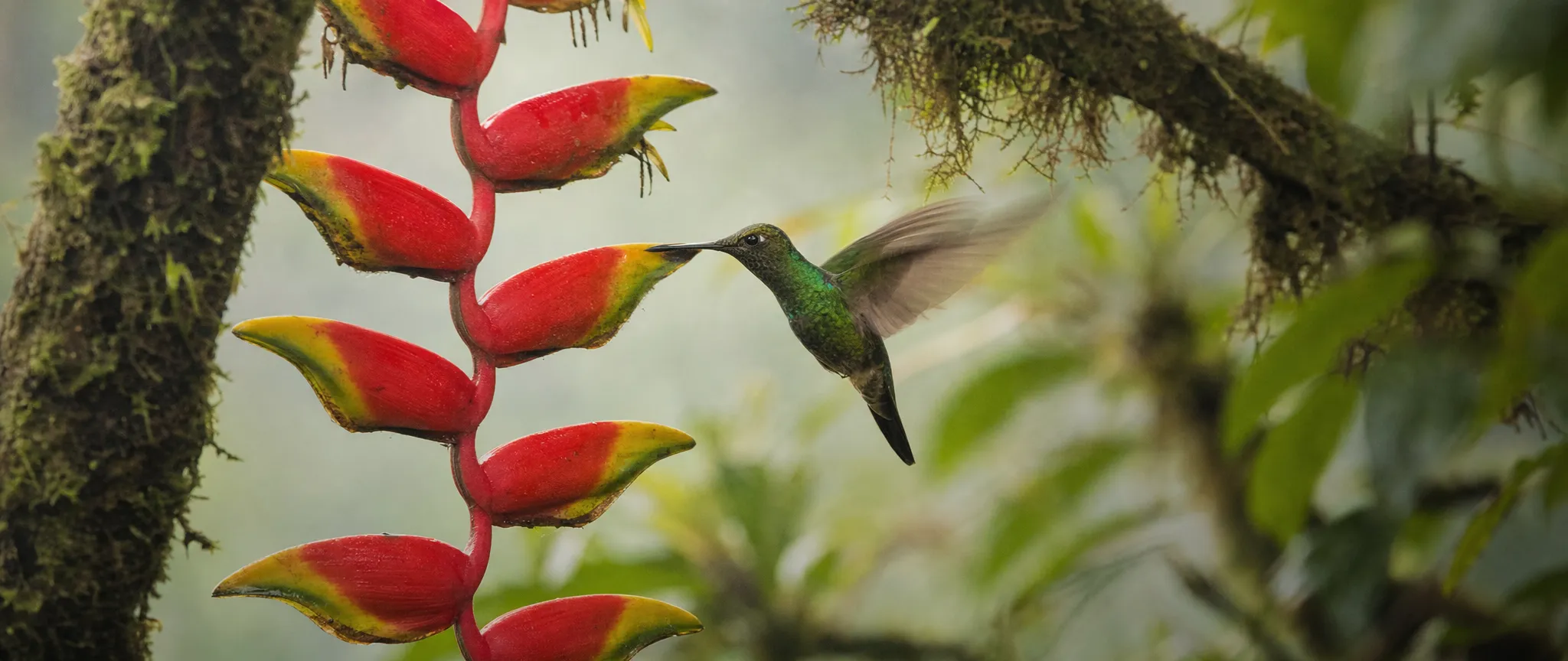 A hummingbird hovering at a red flower in a cloud forest