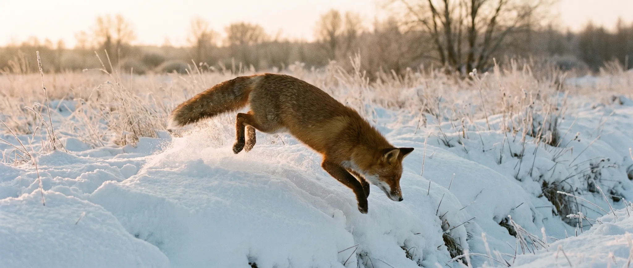 A red fox pouncing into deep snow at dawn