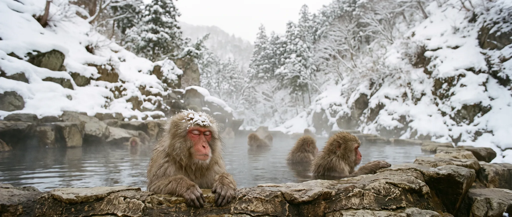 Snow monkeys bathing in a steaming hot spring