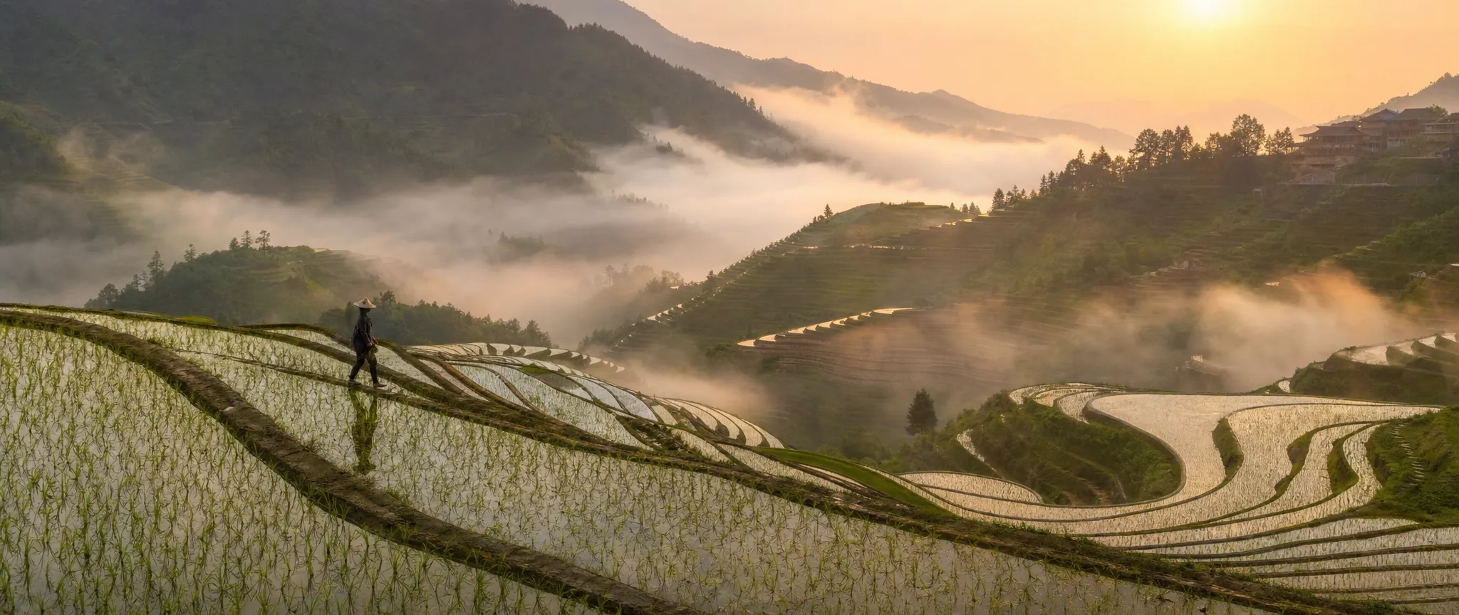 Terraced rice fields in morning mist