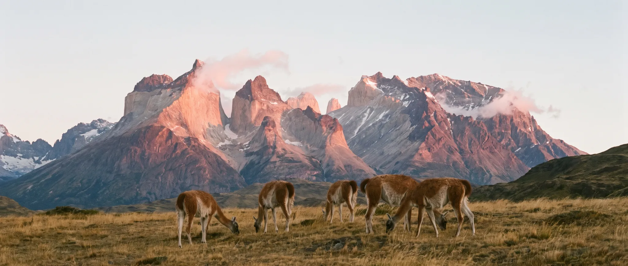 Granite peaks at dawn with guanacos in the foreground