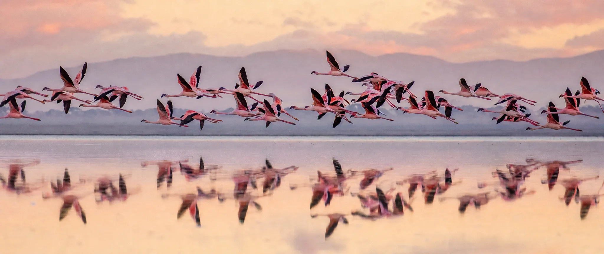 Flamingos taking flight over a pink salt lake at sunrise