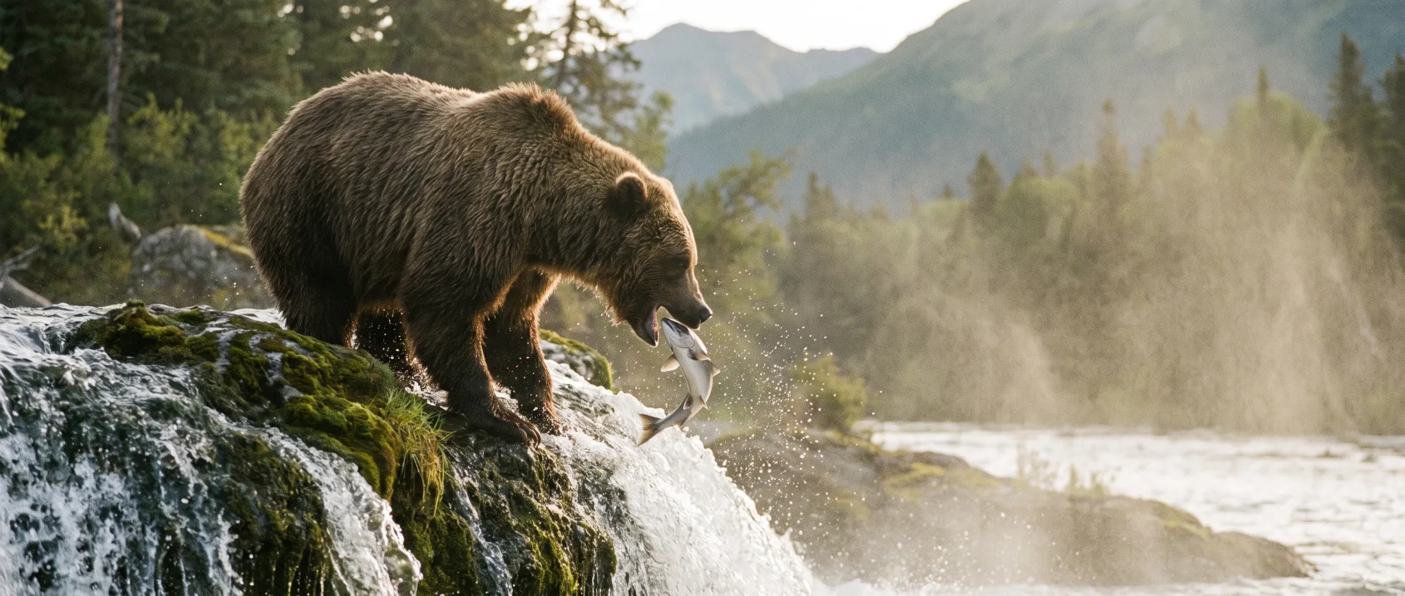 A grizzly bear catching a salmon at a waterfall