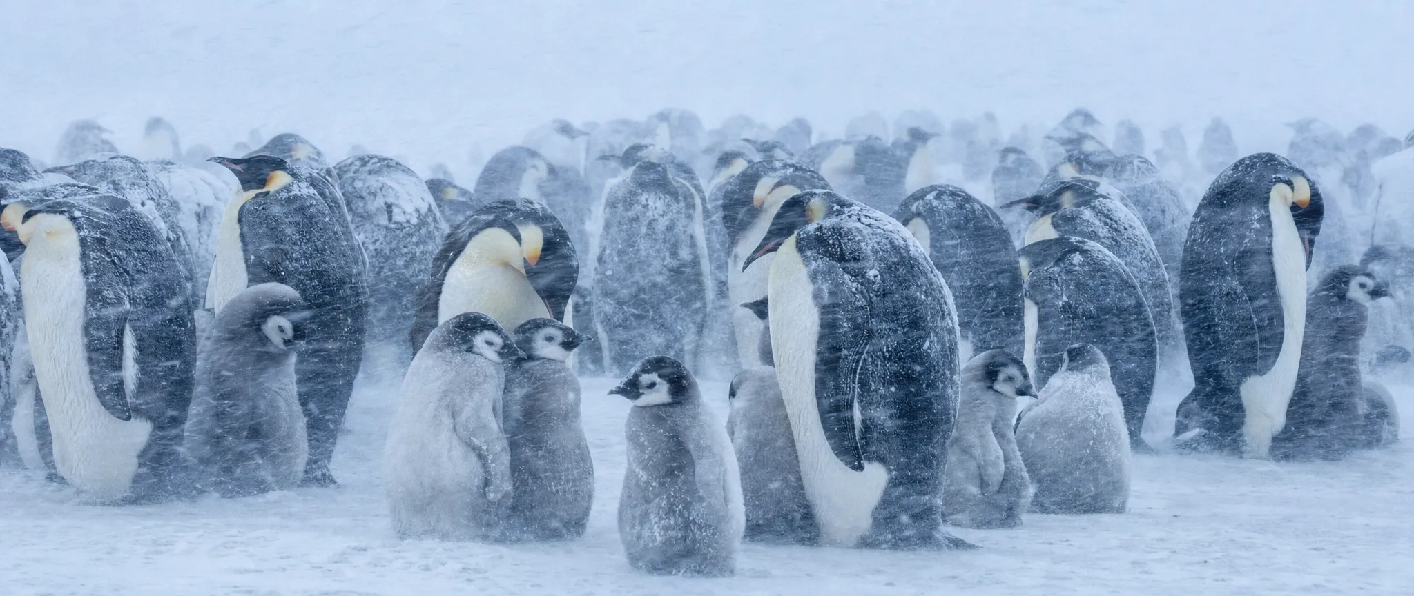 Emperor penguins huddled with chicks in a blizzard