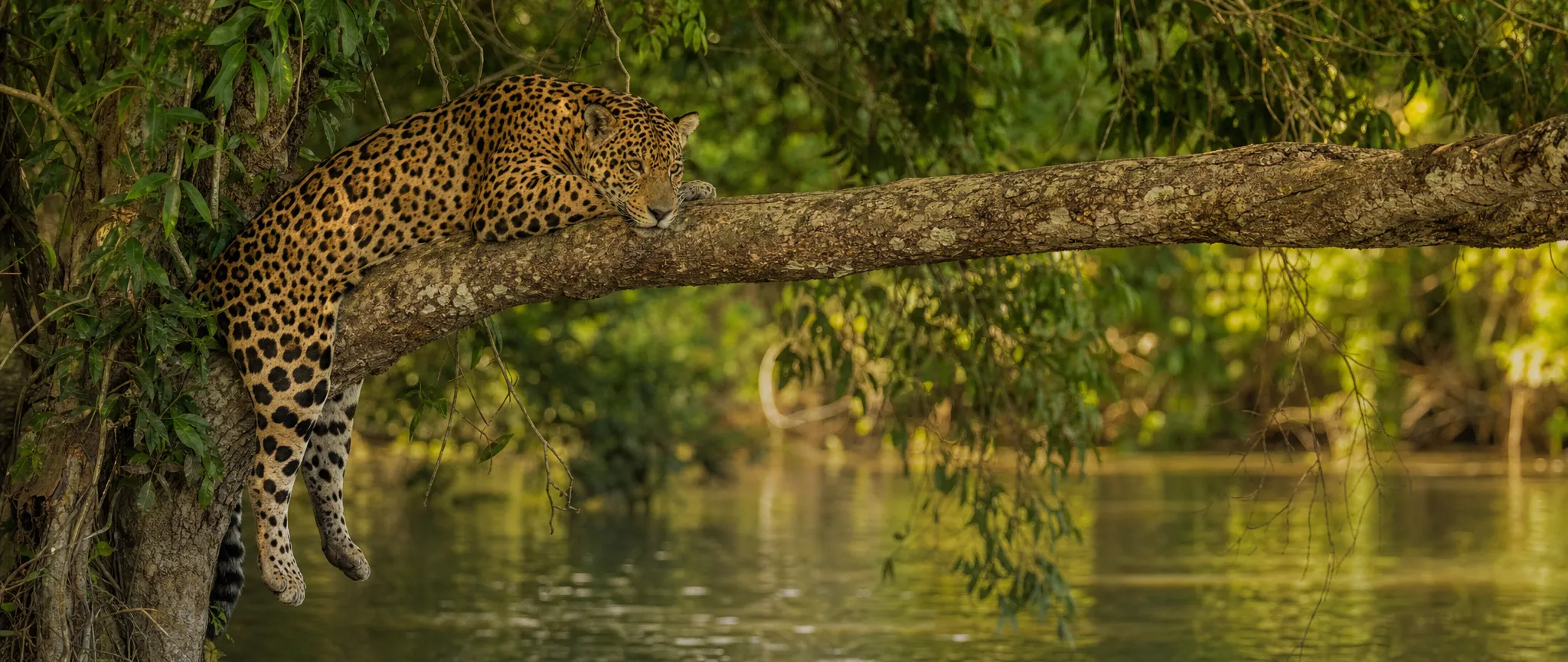 A jaguar resting on a branch above a river