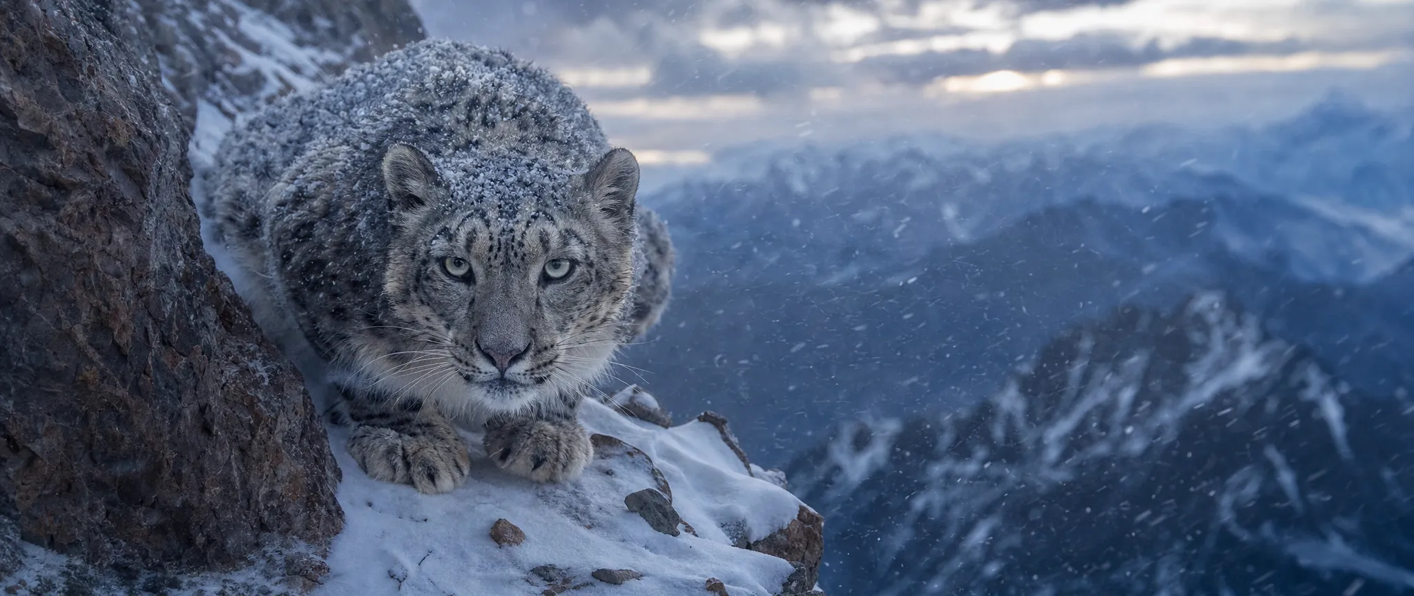 A snow leopard on a cliff ledge in a dawn blizzard