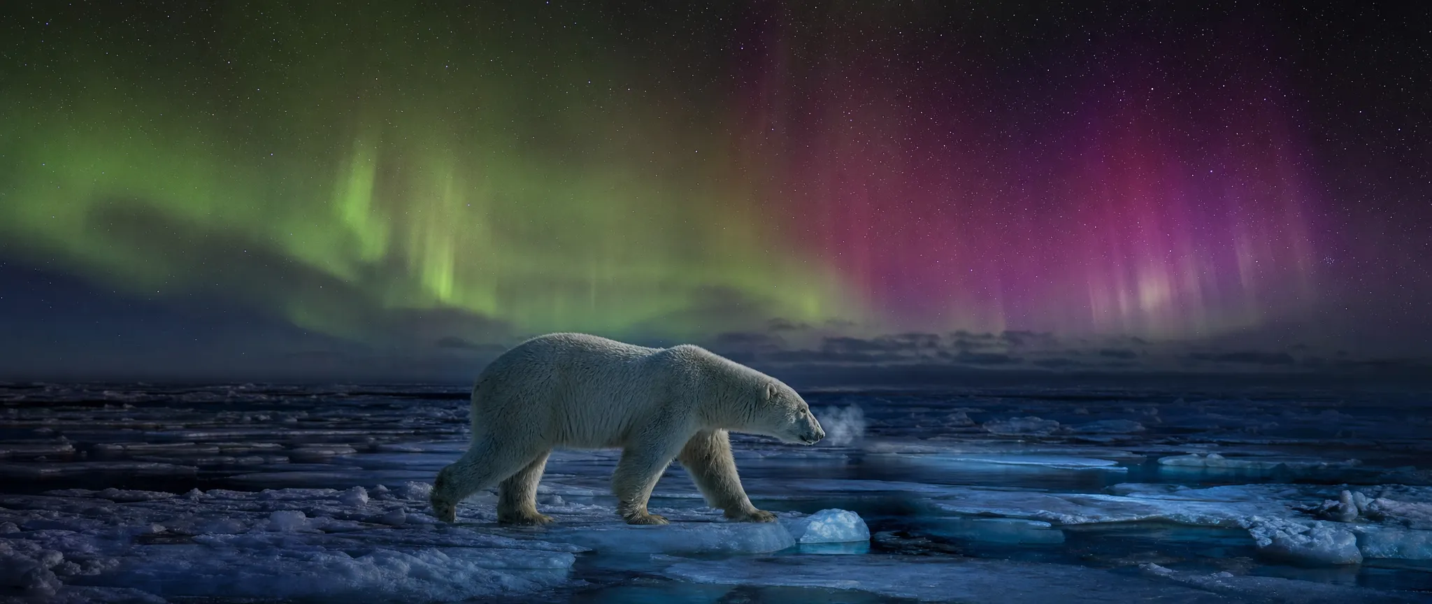 A polar bear crossing cracked sea ice under the aurora