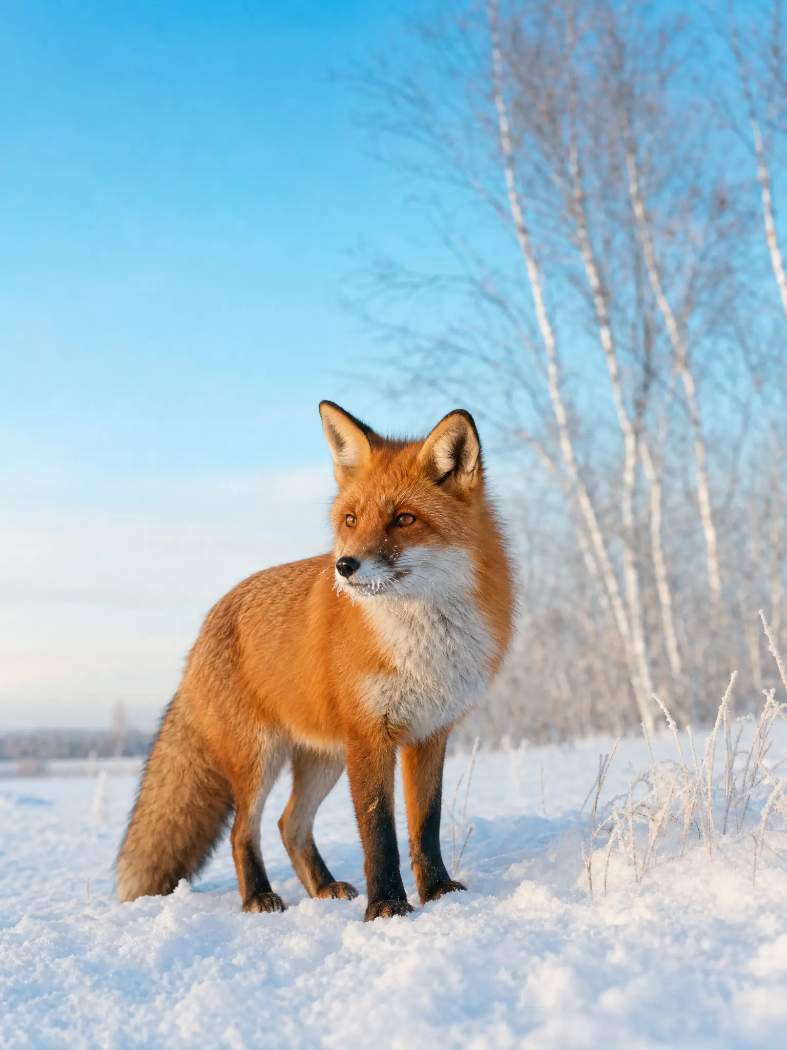 A red fox in snow at dawn