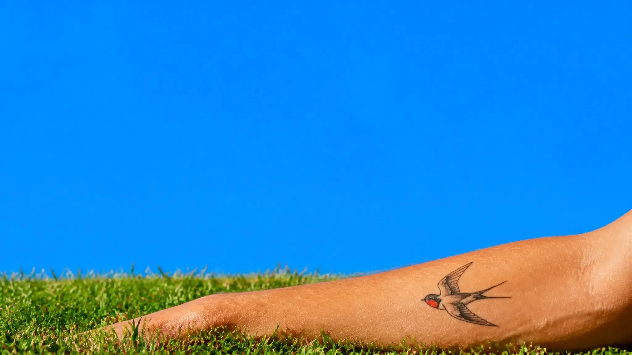 A fine-line swallow tattoo across a forearm resting on sunlit grass