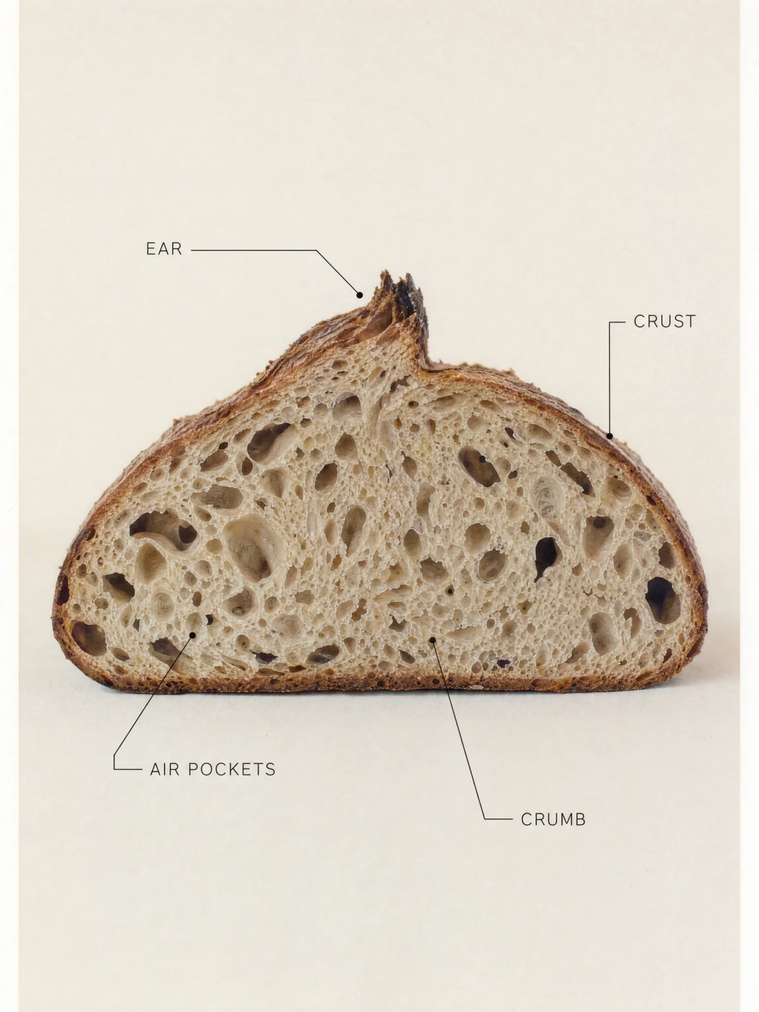 A cross-section illustration of a sourdough loaf
