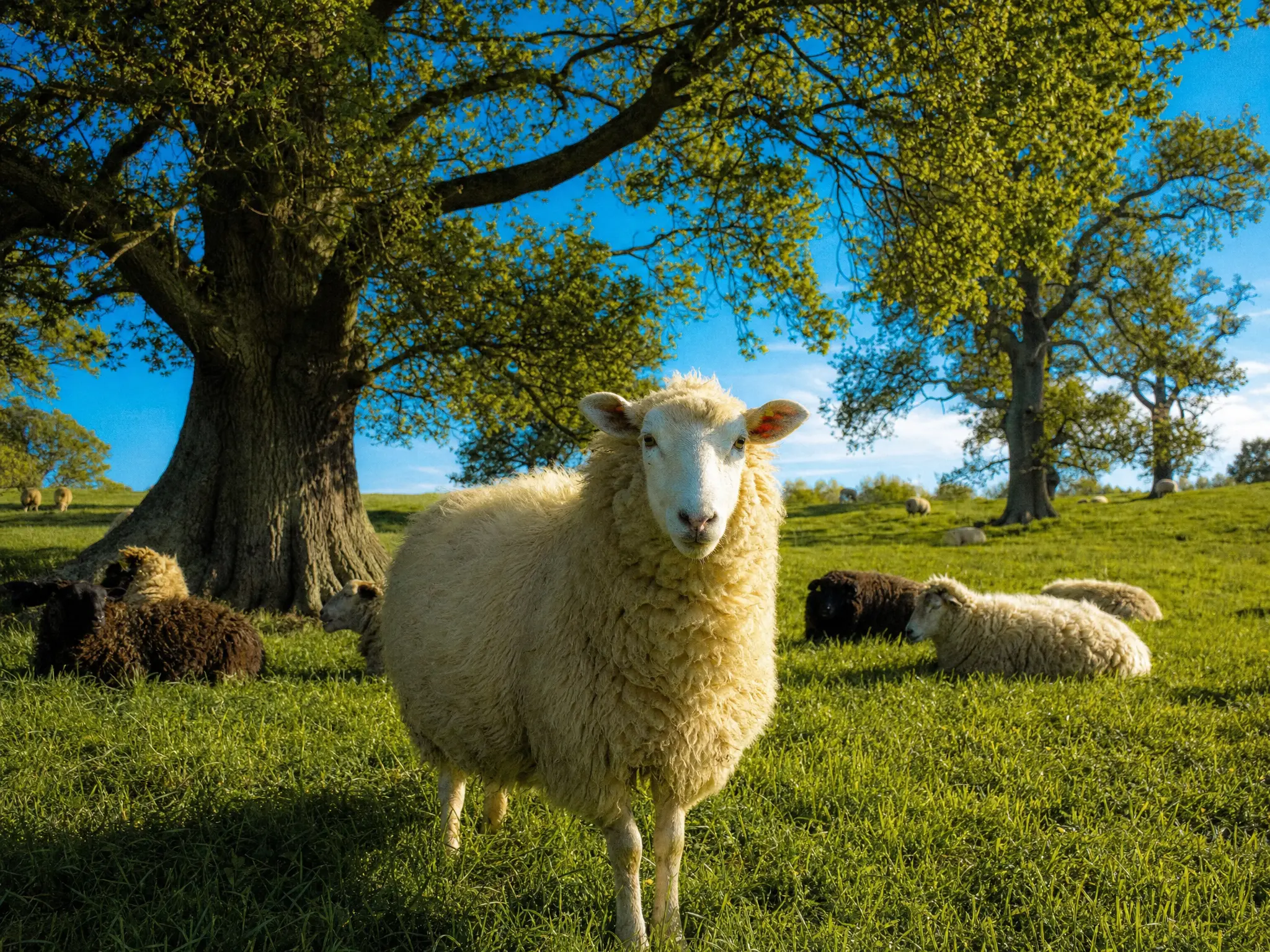 A flock of sheep in a sunlit meadow beneath oak trees